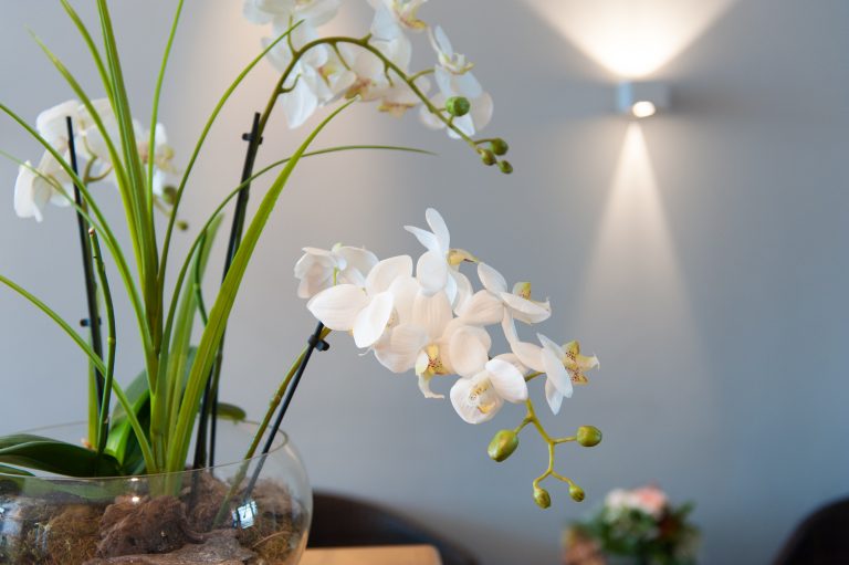 Orchidee in den Praxisräumen der Zahnarztpraxis SBK in Norderstedt
